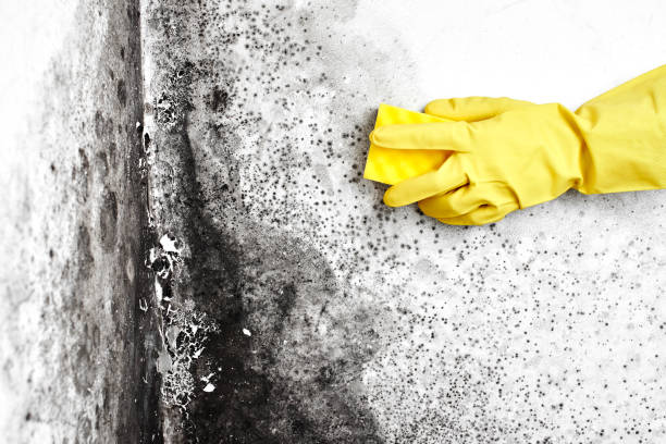 Best Same-Day Mold Removal  in Franklinville, NC