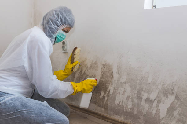 Best Mold Remediation  in Franklinville, NC