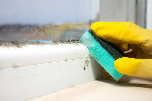 Franklinville, NC Mold Removal Company