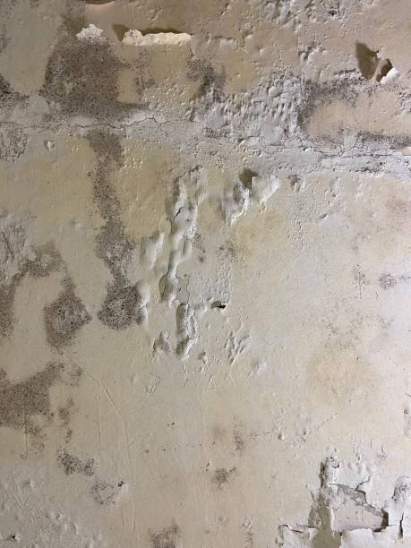 Best Mold Damage Repair  in Franklinville, NC