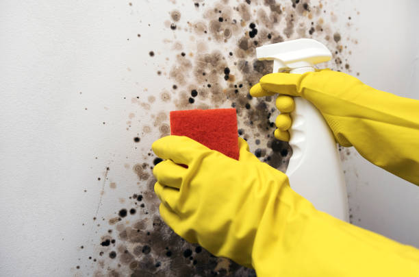 Certified Mold Removal in Franklinville, NC