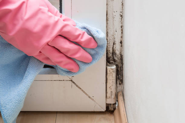 Best Professional Mold Removal  in Franklinville, NC